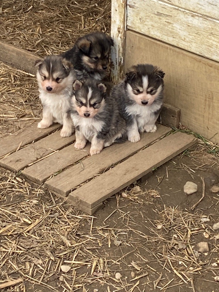 chiot Chien finnois de Laponie les loups de laponie