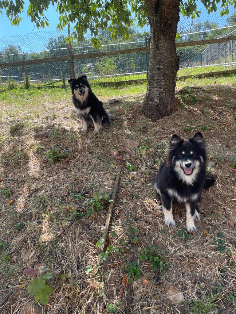 les loups de laponie - Chiot disponible  - Chien finnois de Laponie