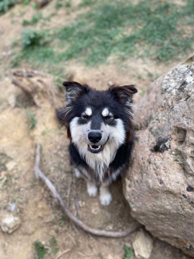 les loups de laponie - Chiot disponible  - Chien finnois de Laponie