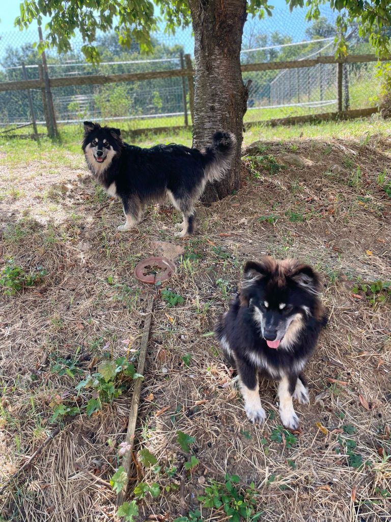 les loups de laponie - Chiot disponible  - Chien finnois de Laponie