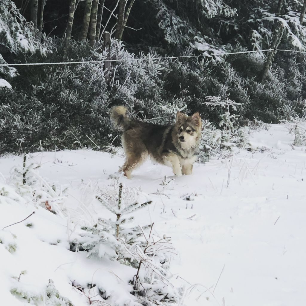 Evolution de nos chiens
